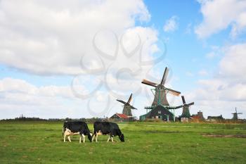 Green grass field with windmills, which graze fat cow