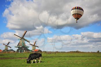 The bright striped balloon flies over the flat plain on which corpulent cows are grazed