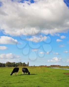 Dutch pastoral. Scenic green meadows, crossed the blue channels. Obese and clean cows resting and grazing in the meadows.