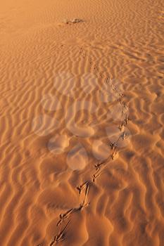 The chain of bird footprints in the sand. Early morning on the orange sand dunes