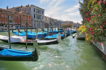 Wonderful holiday in Venice. Graceful gondolas are moored at magnificent ancient palaces.