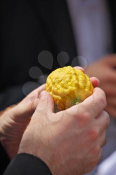 Jewish autumn holiday of Sukkot. Beautiful man's hands hold a ritual fruit a citrus