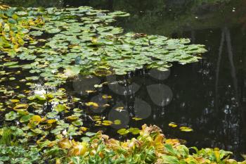 A pond in park, was overgrown with lilies