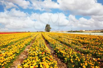 Beautiful fields of large colorful ranunculus grow in the southern country. Spring flowering