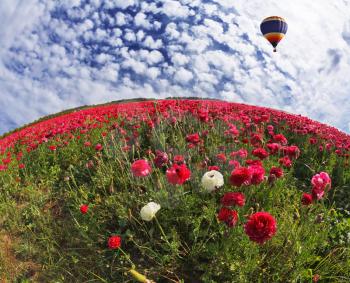 A huge bright balloon flying over scenic hills, blooming red buttercups. Photo taken by lens Fisheye