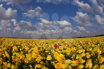 Magnificent spring field of blossoming buttercups