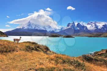 Epic beauty of the landscape - the National Park Torres del Paine in southern Chile. Graceful silhouette guanaco on the lake Pehoe