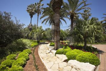 Palm trees and flower beds in fine park in Israel