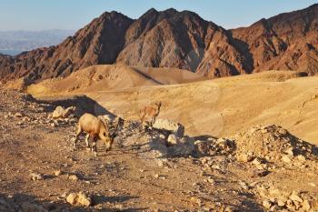 Family wild mountain goats in magnificent stone desert. Israel, mountains of Eilat, coast of Red sea