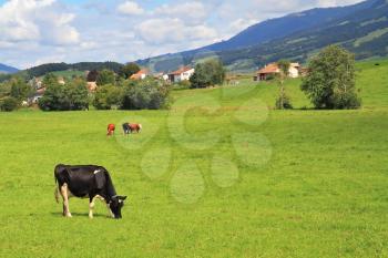 Charming pastoral scene in Southern France. Green meadow with lush grass and grazing cows