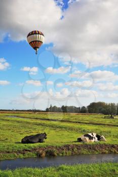 Scenic green meadows, crossed the blue channels. Fat cows resting and grazing in the meadows. In cloudy sky flying multicolored balloon