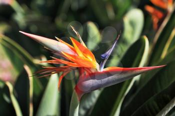 Exotic flower. Flower Bird of Paradise (Strelitzia).
