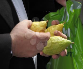 Beautiful large male hands hold a ritual Citron fruit for the Jewish holiday of Sukkot