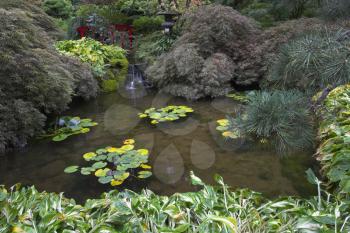  A shallow charming pond with lilies in Japanese  garden of the big park