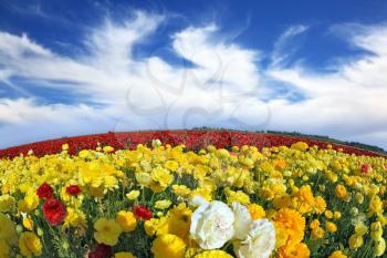 The wonderful spring weather, light clouds flying across a blue sky. Huge fields of blossoming garden buttercups (Ranunculus asiaticus).  The picture was taken Fisheye lens