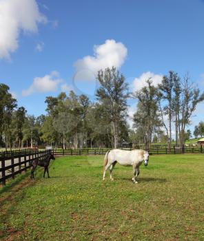 The rich country estate, with the special fence on the green lawn beautiful walk their horses. Thoroughbred white horse with a charming black colt