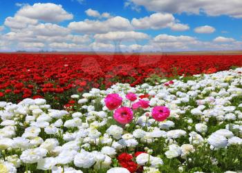 Boundless rural field with flowers. White garden buttercups are combined with bright red and pink flowers ranunculus. Cumulus clouds float across the sky