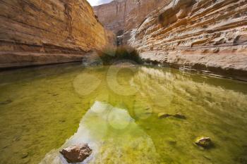 Bog in spectacular canyon En-Avdat in Israel