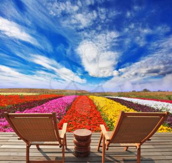 Very beautiful bright colorful flower fields. Commercial cultivation of flowers for sale abroad. At the edge of the field with comfortable wooden chairs for tourists