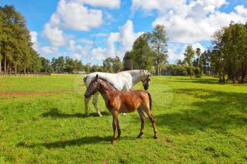 White horse and her chestnut foal grazing on a green lawn. Pension for breeding purebred Arabian horses