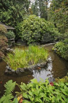 Decorative Japanese garden. A stream, small island with a grass and bushes