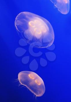 Two small white translucent jellyfish in bright blue water aquarium