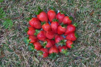  Some berries of a large red ripe strawberry on a grass
