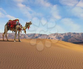 Gorgeous dromedary smiling on the sand dunes. Dromedary decorated with picturesque harness and bright red blanket