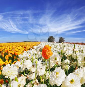 Huge kibbutz field of multi-colored buttercups (Ranunculus asiaticus).  The wonderful spring weather, light cirrus clouds flying across a blue sky. The picture was taken Fisheye lens