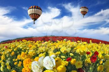  Beautiful spring weather, two beautiful big balloons flying over the field. The huge field of white, red and yellow buttercups (Ranunculus asiaticus). The picture was taken Fisheye lens
