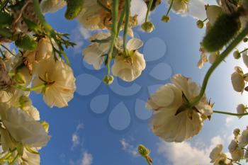 The dark blue spring sky and clouds above a field white flowers, photographed by a lens  the Fish eye 
