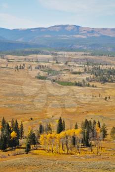 Autumn in Yellowstone national park. Steppe, trees and mountains in the distance