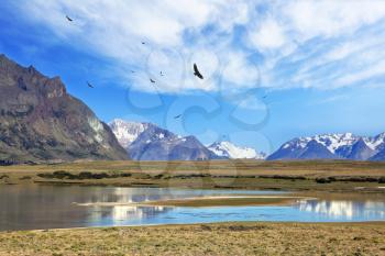The wide valley surrounded by snow-capped mountains. A flock of Andean condors flying on the lake with clear water. Summer in the Argentine Patagonia