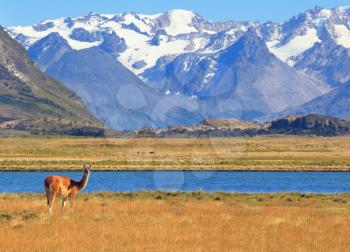Patagonia. Harmonious landscape - yellow field, blue lake and snow-capped mountains. On the banks of guanacos grazing