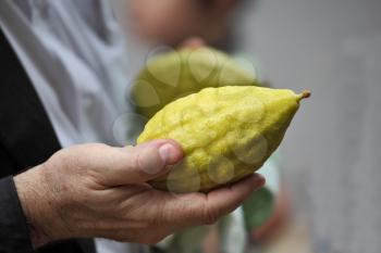 Beautiful large male hands hold a ritual Citron fruit for the Jewish holiday of Sukkot