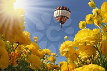Picturesque field of beautiful yellow buttercups ranunculus. The spring sun shines flying multicolored balloon