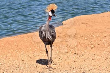 Park safari in Tel Aviv. Elegant and graceful bird with magnificent plumage crest on the head. He lives near bodies of water
