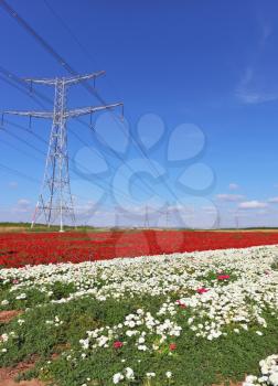 Magic spring. Huge fields with white buttercups. Along fields huge electric mains are built