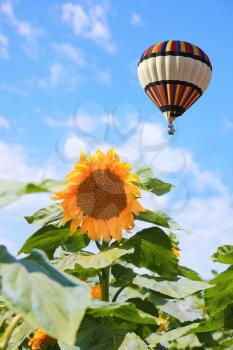 Field of sunflowers. Large and bright balloon flying in the cloudy sky over sunflowers