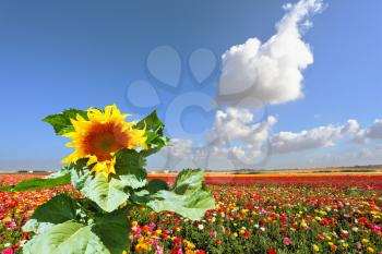 The huge picturesque sunflower grows in a field among multi-colored blossoming buttercups