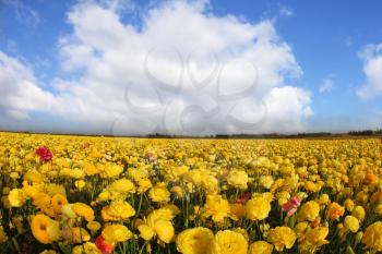 Magnificent spring field of blossoming brightly yellow and red buttercups