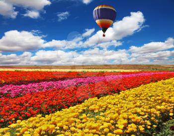 Big balloon flies over field of flowering. Picturesque field of colorful buttercups spring in the south