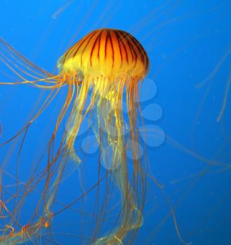 Aquarium with bright blue water. Yellow-orange jellyfish with thin feelers