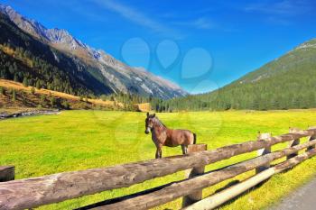 Headwaters National Park Krimml waterfalls. Rural pastoral. Farm fields separated from the dirt road the low fence made ​​of logs. Behind the fence stands the rustic horse