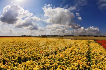 Spring in Israel. Picturesque field of bright yellow buttercups - ranunculus.