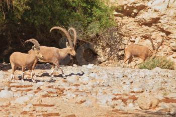 A herd of wild goats, with huge horns grazing in the mountains