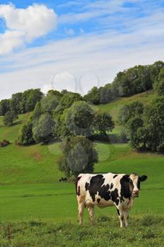 Green meadow with lush grass and grazing cows. Charming pastoral scene in Southern France. 