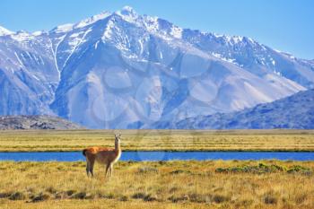 Argentine Patagonia. Yellow field, blue lake and snow-capped mountains. On the banks of grazing llama.  Perito Moreno National Park