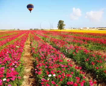 The huge bright balloon flies above a picturesque field of colorful blooming buttercups