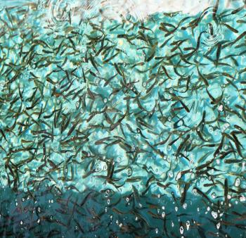 The flock of small fish in a big aquarium. In the water, reflected light patches